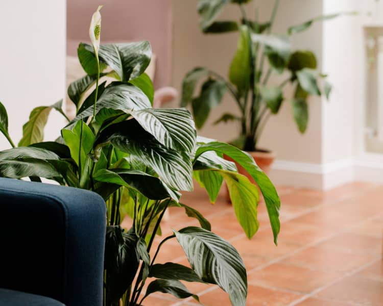 peace lily indoor plants