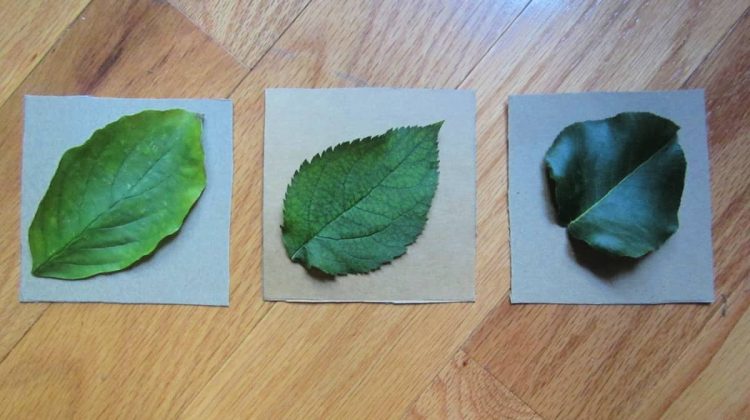 leaves for coasters