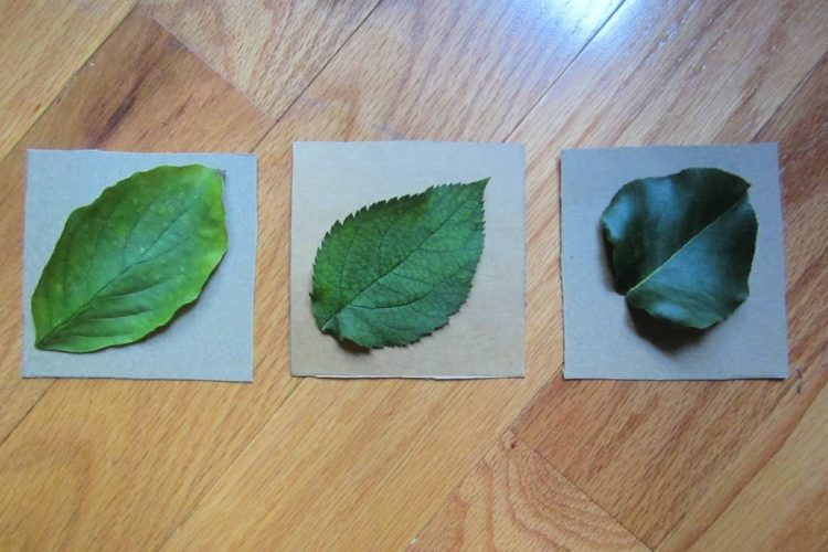 choose leaves for coasters