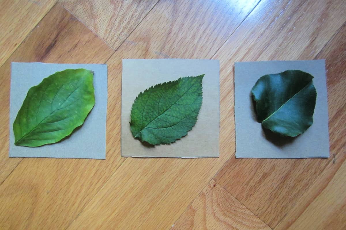 Optional Methods for Leaf Disposal