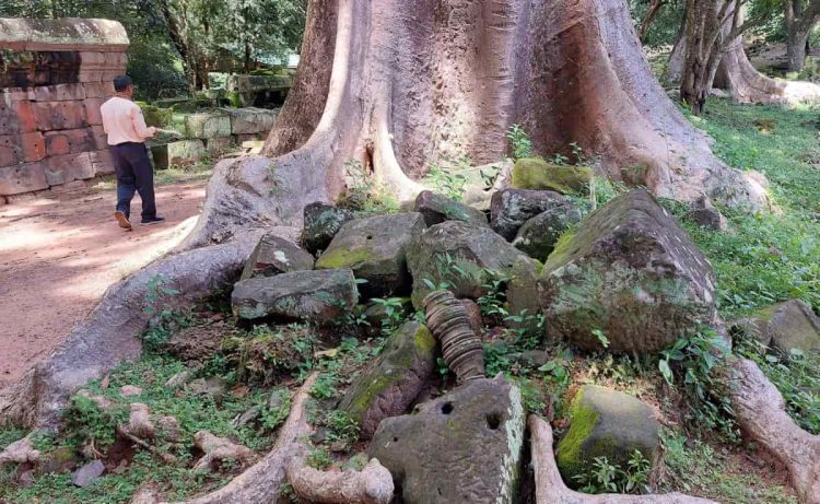 tree by baphoun Angkor Siem Reap