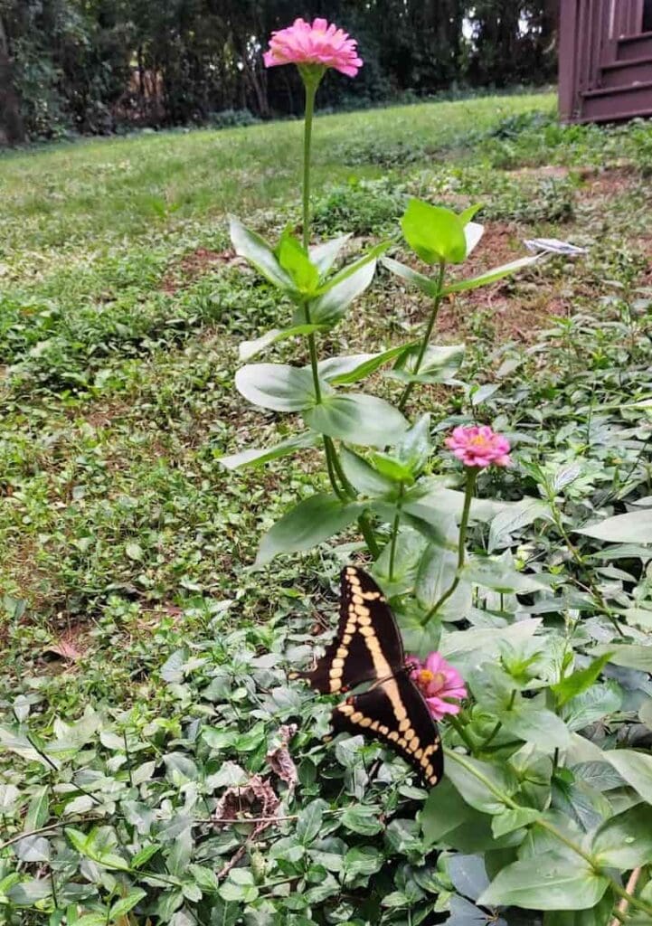 butterfly attract plants