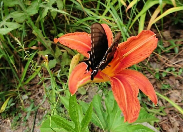 plants that attract butterflies