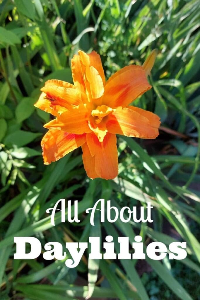 Orange Daylily - a fancy variety called a double bloom daylily