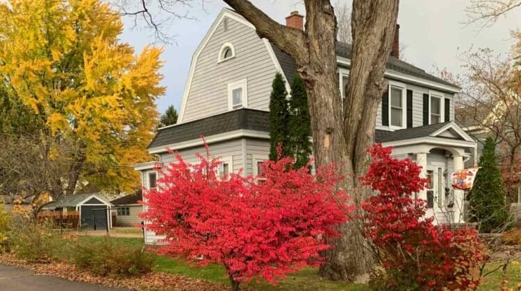 yard care in the fall